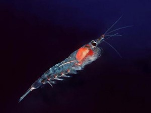 Antarktische Krill (Euphausia superba) 